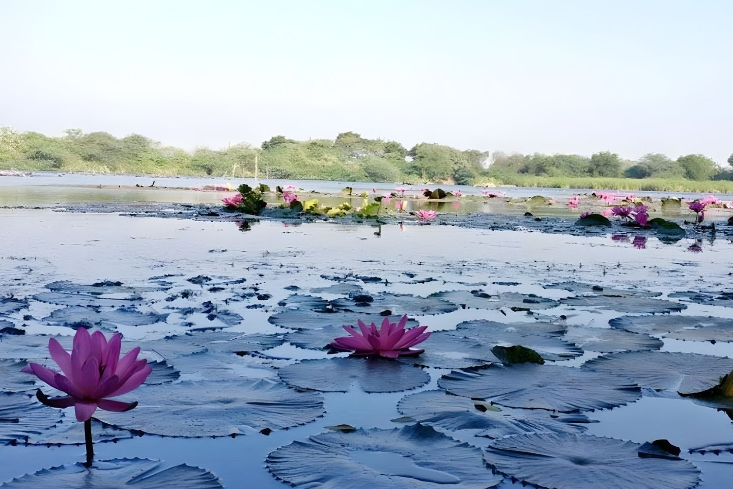 Gavier Lake Surat